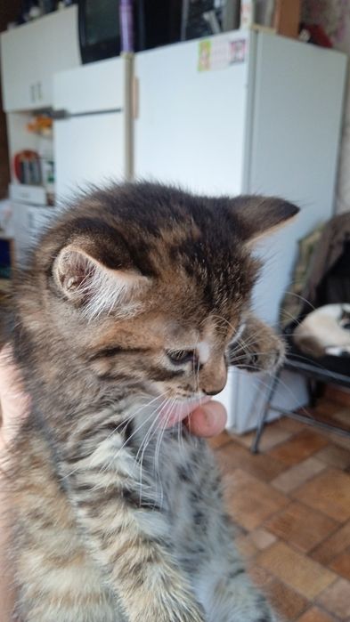 Отдам в хорошие руки котят