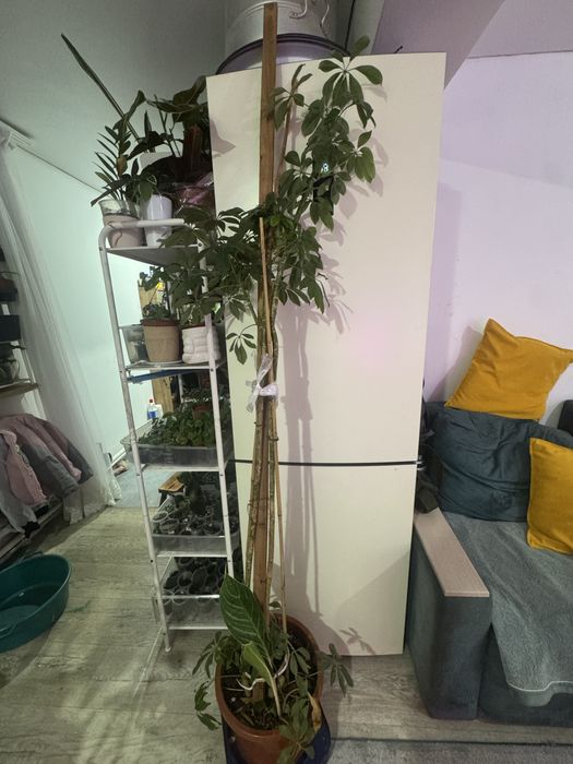 Шефлера 13000 тг