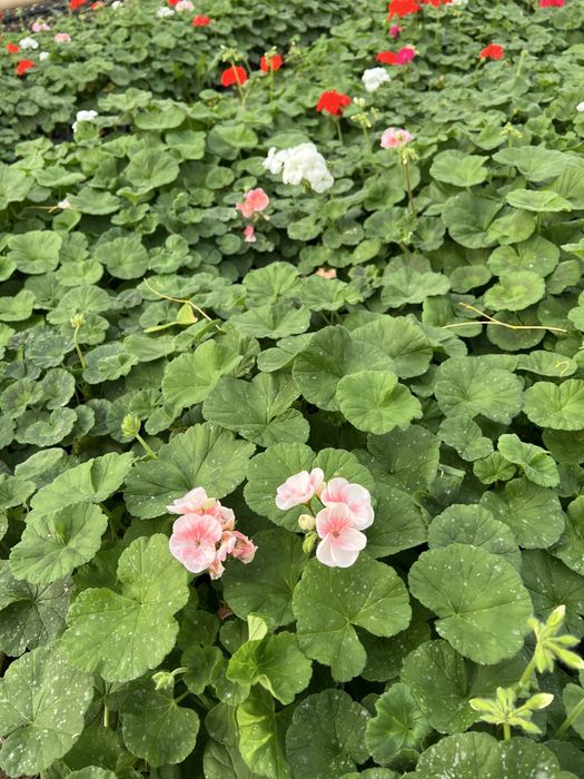 Герань geran  golland