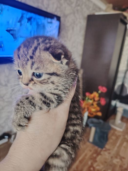 Шотландские вислоушки