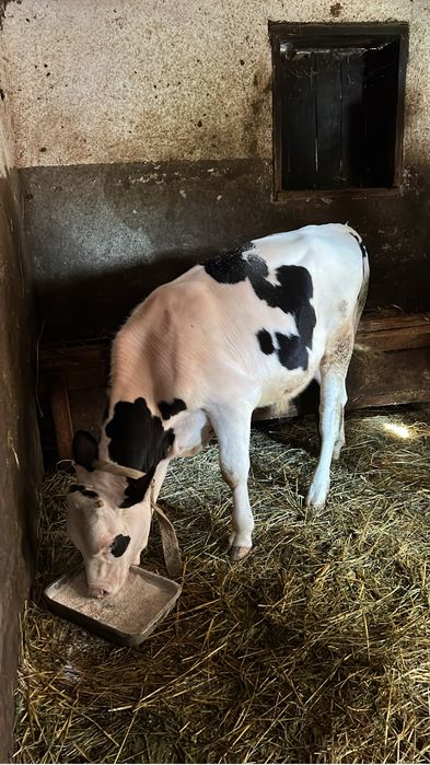 Tăuraș de vânzare – aprox. 200 kg