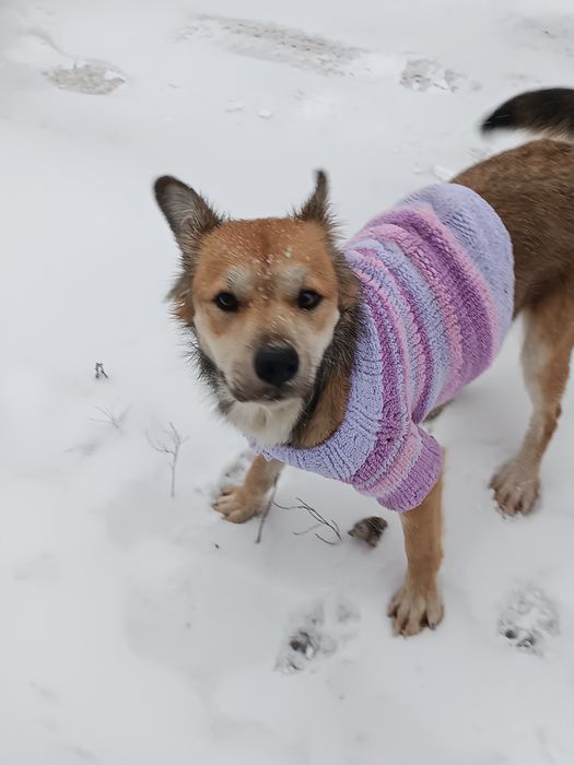 Отдам в добрые руки