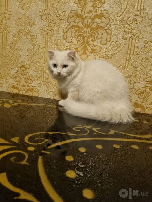 Котенок, кот йоши 3 ой