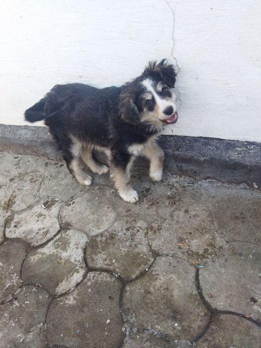 Отдам щенка в хорошие руки