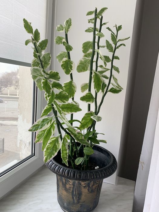 Цветы домашние разные