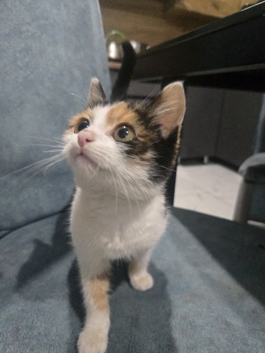 Даром отдам котят