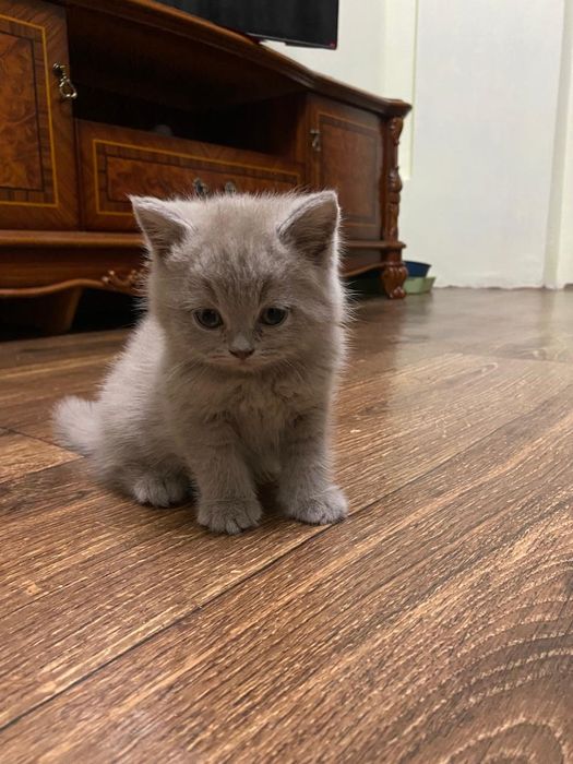 Британские котята