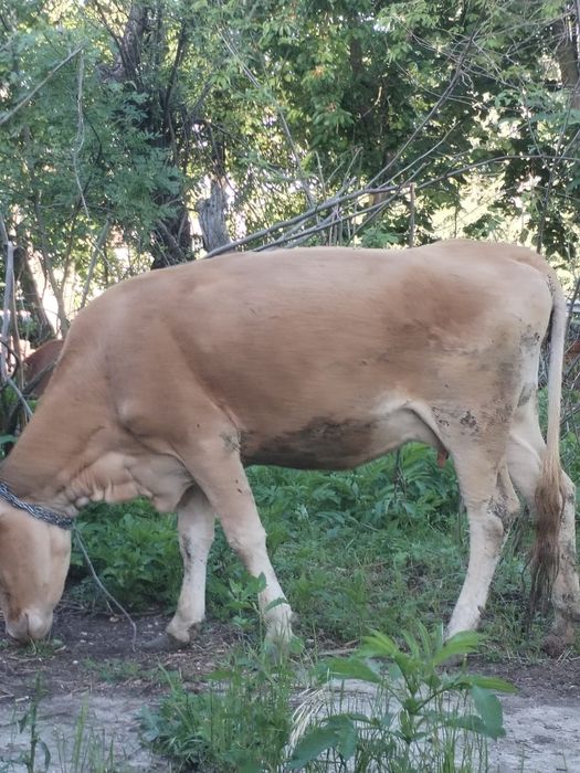 Vaca cu vitea de vanzare