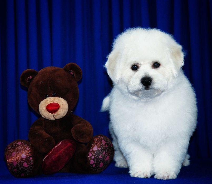 Бишон Фризе   ..