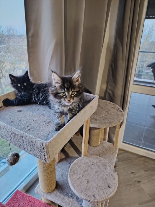 Мейн Кун, женско чистокръвно коте