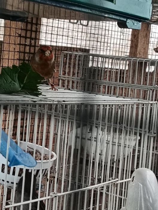 Hibrid cu canari