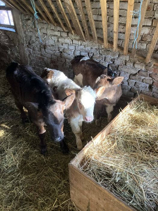 Продавам три женски телета месодайни