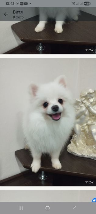 Беленький  мальчик  шпица
