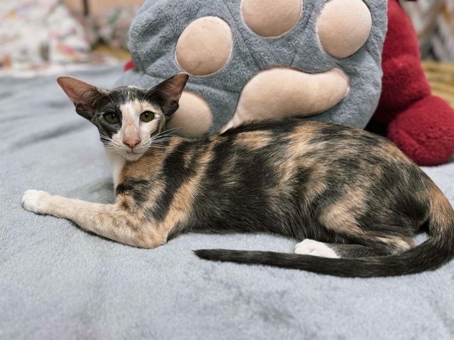 Ориентальная кошечка