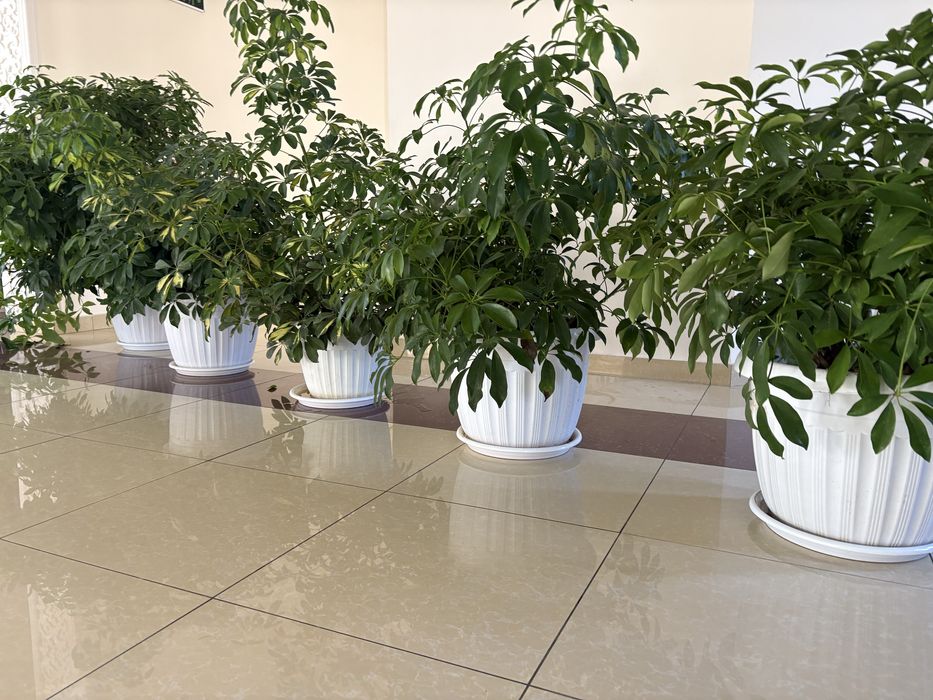 Офислар учун катта тувакларда гуллар