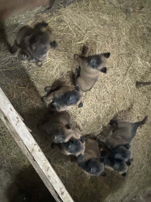 Кутята белгиской овчарки