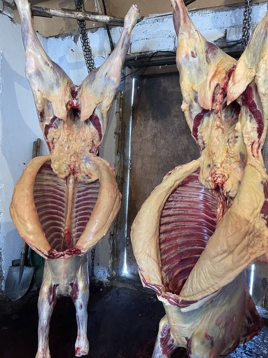 Семіз Байталдар сатылады