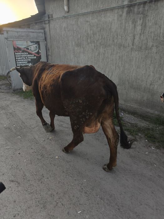 Продам корову и теленка