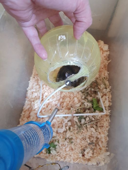 Джунгарский хомячок мальчик хорошенький жирненький