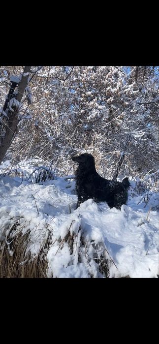 Спаниель на вязку охотник