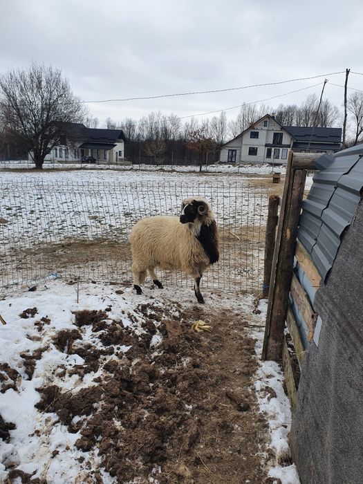 Vand berbeci ce se vad in poze