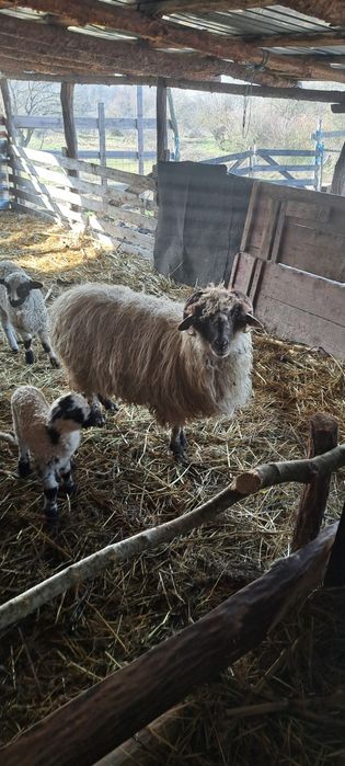 Oi de vanzare oile sunt si fatate din ele