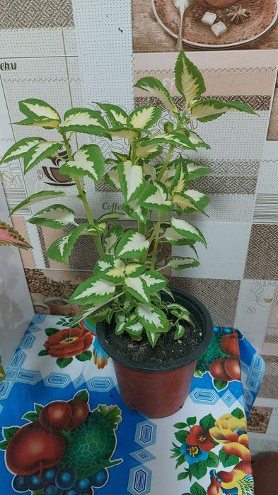 Комнатные цветы колеусы