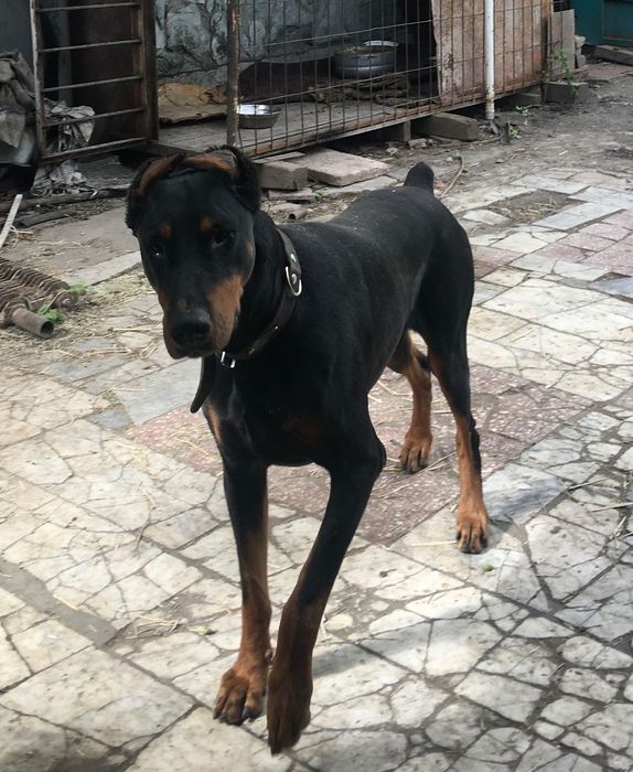 Собаки доберман вязка