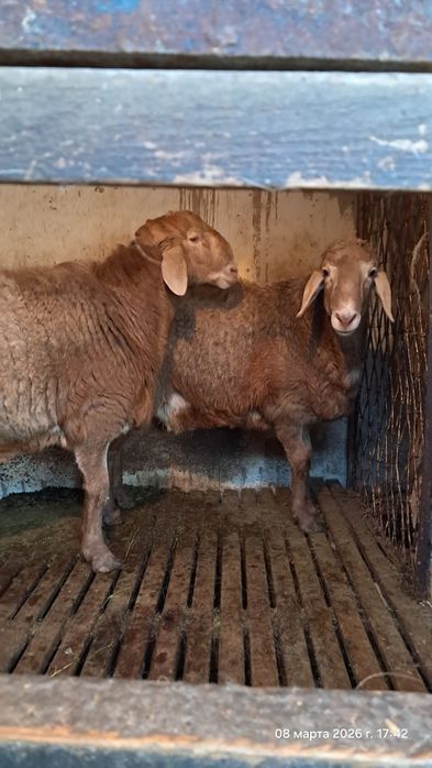 Qo'chqor sotiladi arashan, sovliqam bor