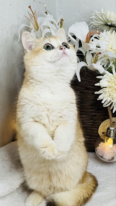 Британская шиншилла ny11