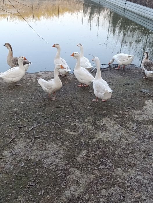 Инкубационные яйца домашних гусей