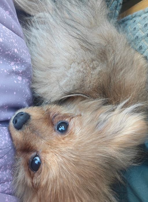 Померанский шпиц