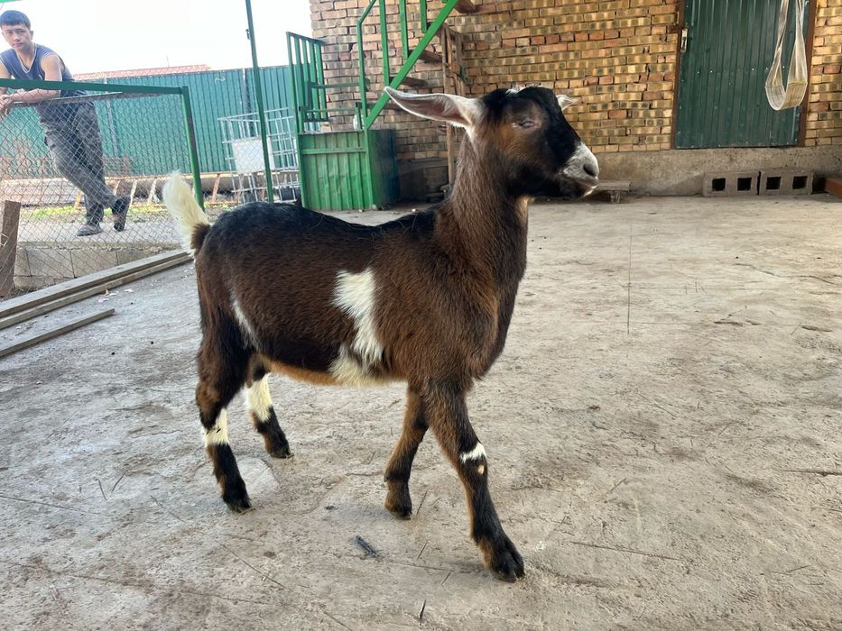 Продам козлят (мальчики)