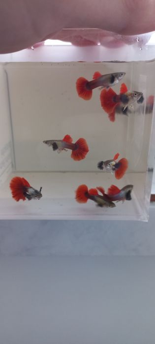 Guppy Dumbo red tail