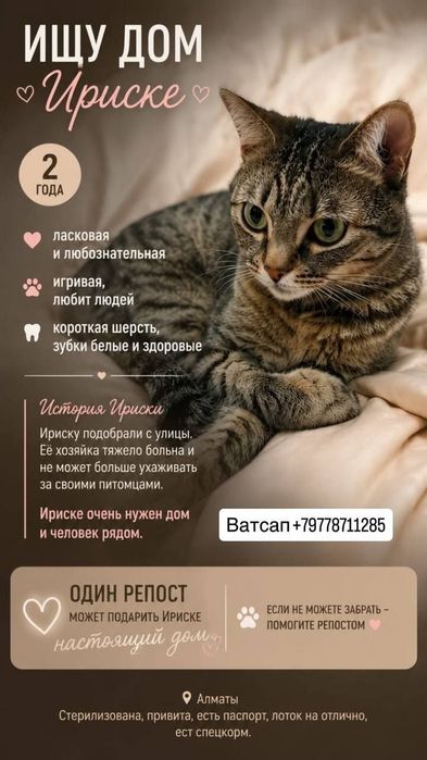 Ириска очень ищет дом