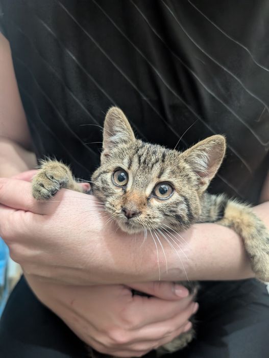 Adopție pisicuță superbă