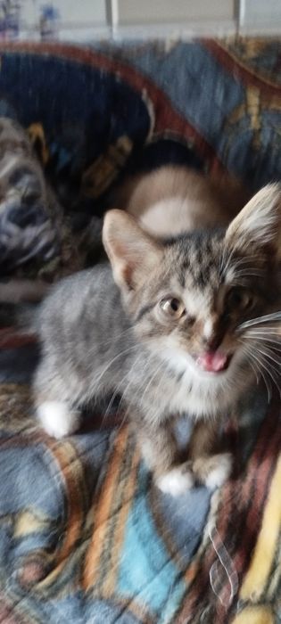 Отдам  котёнка ( 2 мес., девочка), в хорошие, добрые руки