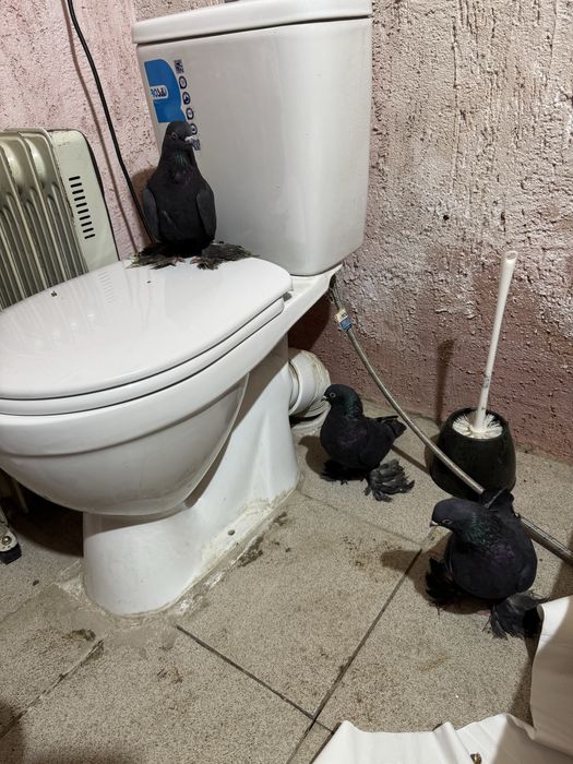 Продам голубей  разных