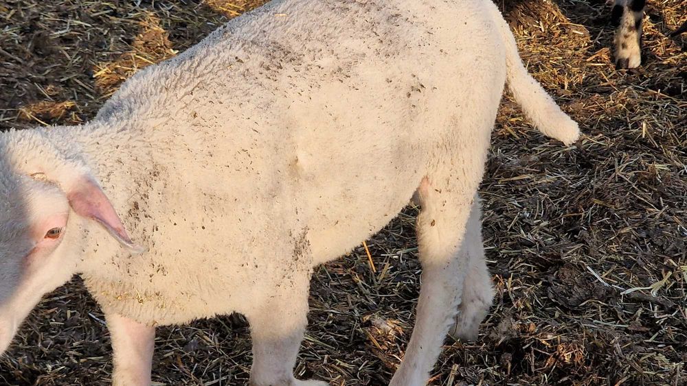 Miei și oi de vânzare. Animale sănătoase, crescute natural.