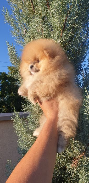 Померан в продажба