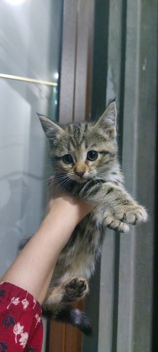 Отдаю котят БЕСПЛАТНО