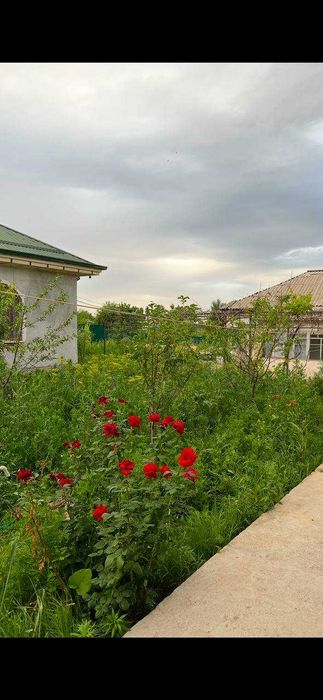 Toshkentdan 30 km uzoqlikda, Tashmore kanal bo‘yida uy-joy