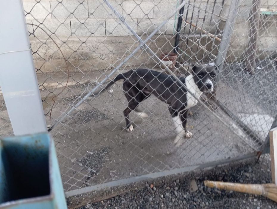 Породистая собака