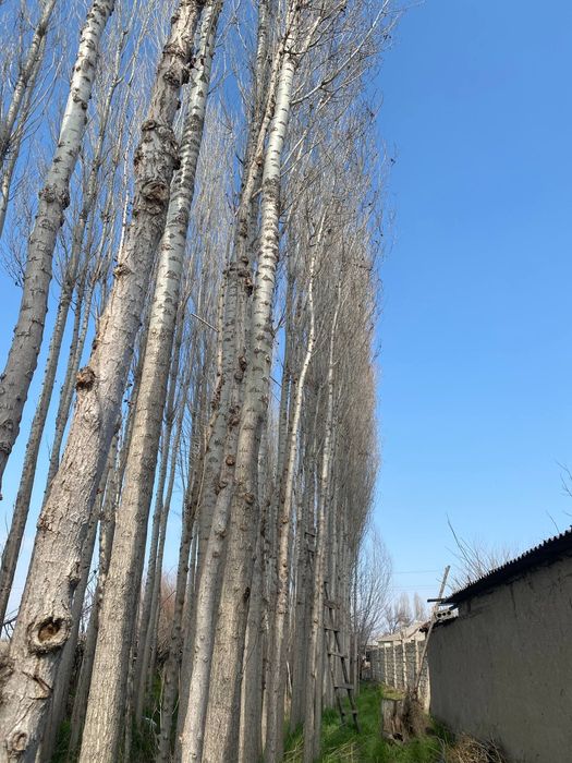 Терак сотилади. 200 дона