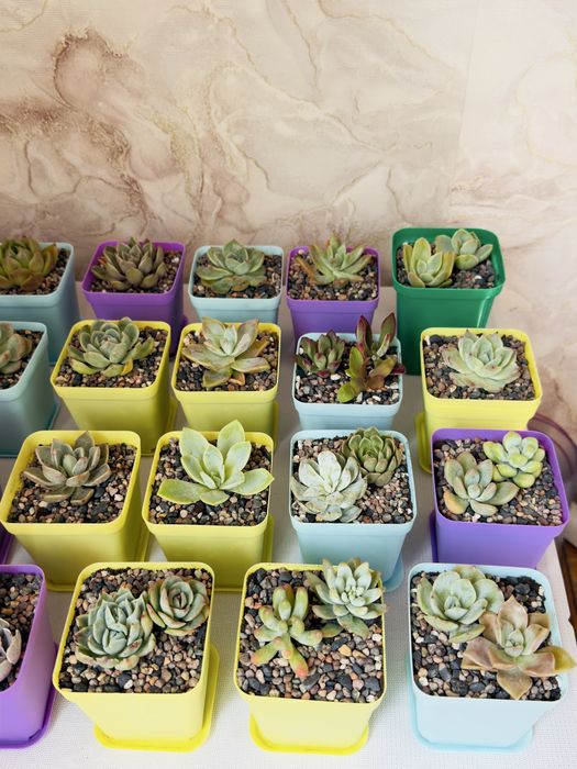 Продаю суккуленты