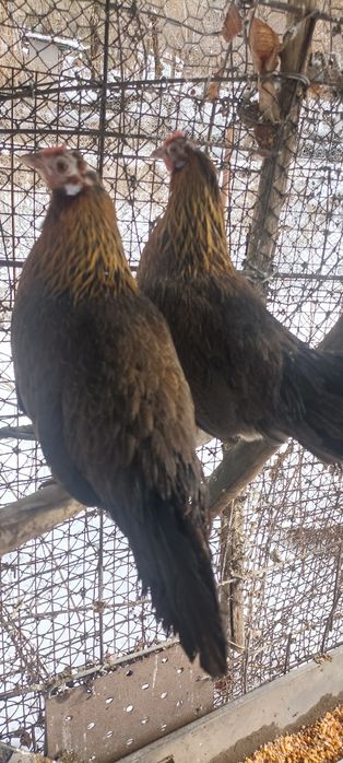 Феникс 2 курицы декоративные