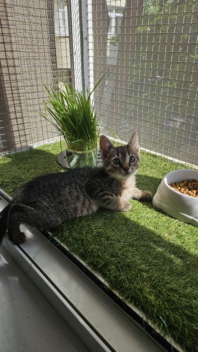 Adoptie pui pisica baietel