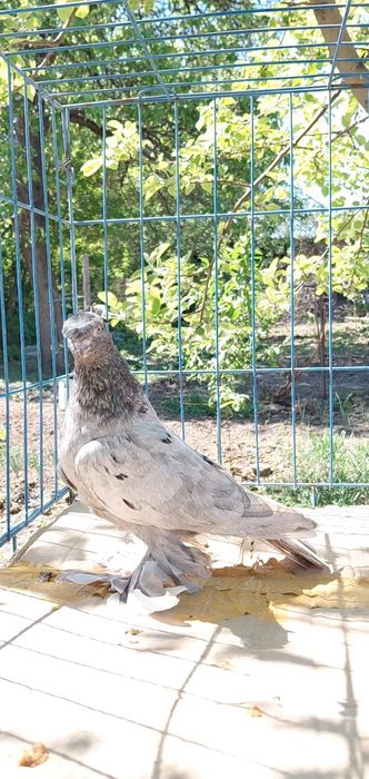 Голуби игровых кровей