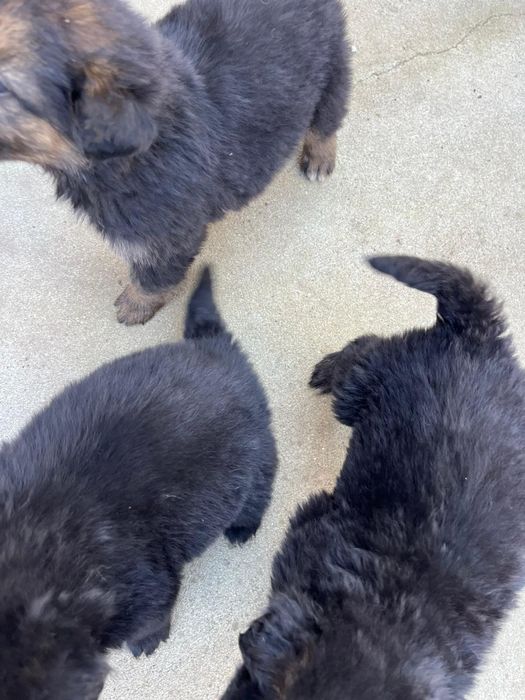 Donez căței metis de Ciobanesc German