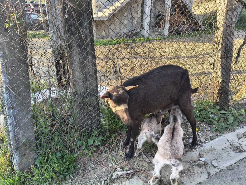 Animale capre de lapte